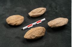 Foto (Seitenansicht) von Trigonocarpus sp.  (NHMW-GEO-2024-0188-11149)
